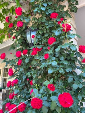 横浜イングリッシュガーデンに投稿された画像（2024/5/31）