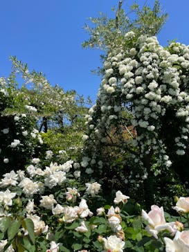 横浜イングリッシュガーデンに投稿された画像（2024/5/31）