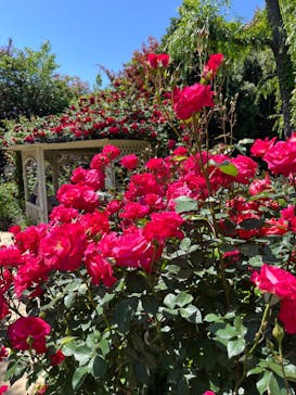 横浜イングリッシュガーデンに投稿された画像（2024/5/31）