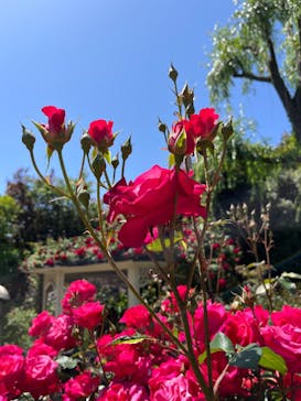 横浜イングリッシュガーデンに投稿された画像（2024/5/31）