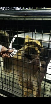 那須サファリパークに投稿された画像（2024/5/31）