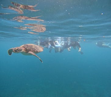 西表島 ADVENTURE PiPi（アドベンチャーピピ）に投稿された画像（2024/5/31）