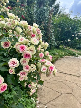 京成バラ園に投稿された画像（2024/5/31）