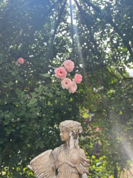 京成バラ園に投稿された画像（2024/5/31）