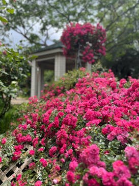 京成バラ園に投稿された画像（2024/5/31）