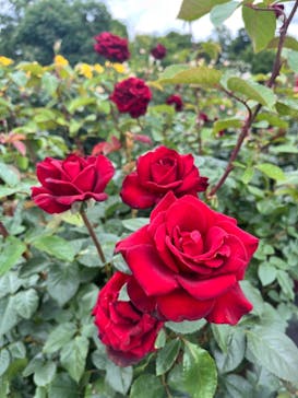 京成バラ園に投稿された画像（2024/5/31）