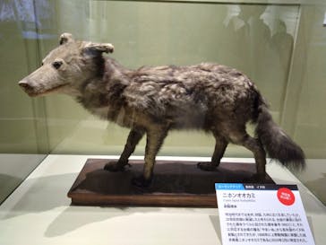 特別展「大哺乳類展３－わけてつなげて大行進」に投稿された画像（2024/5/31）