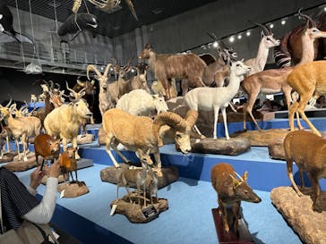 特別展「大哺乳類展３－わけてつなげて大行進」に投稿された画像（2024/5/31）