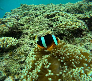 沖縄マリンサービス碧に投稿された画像（2024/5/31）