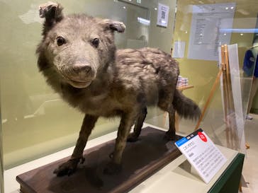 特別展「大哺乳類展３－わけてつなげて大行進」に投稿された画像（2024/5/31）