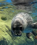 新江ノ島水族館に投稿された画像（2024/5/31）