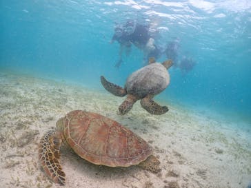宮古島マリンショップSmileyに投稿された画像（2024/5/31）