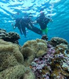 宮古島 ADVENTURE PiPi（ミヤコジマ アドベンチャー ピピ）に投稿された画像（2024/5/31）