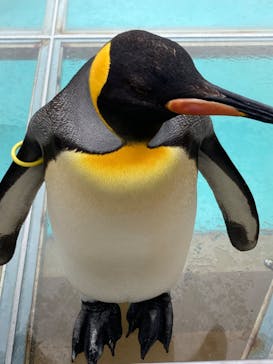 下田海中水族館に投稿された画像（2024/5/31）