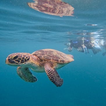 西表島 ADVENTURE PiPi（アドベンチャーピピ）に投稿された画像（2024/5/31）