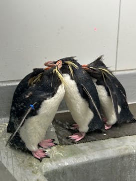 AOAO SAPPOROに投稿された画像（2024/5/31）