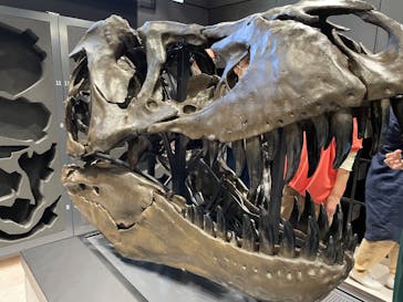 福井県立恐竜博物館に投稿された画像（2024/5/31）