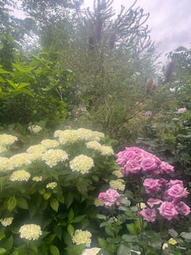 横浜イングリッシュガーデンに投稿された画像（2024/5/31）