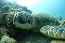 カマンタダイビングクラブに投稿された画像（2024/5/31）
