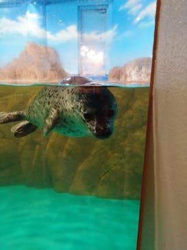 しながわ水族館に投稿された画像（2024/5/31）