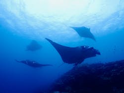 ダイブハウスマンタ石垣島に投稿された画像（2024/5/31）