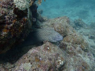 ダイブハウスマンタ石垣島に投稿された画像（2024/5/31）