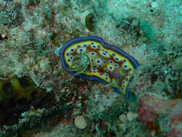 ダイブハウスマンタ石垣島に投稿された画像（2024/5/31）