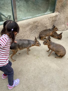 神戸どうぶつ王国に投稿された画像（2024/5/31）