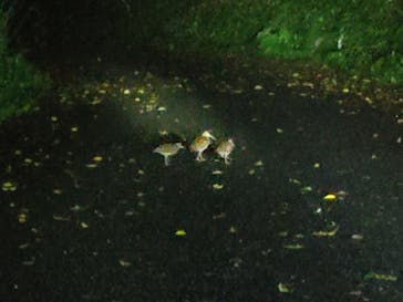 奄美ナイトガイドサービスに投稿された画像（2024/5/31）