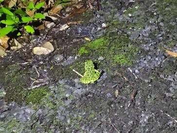 奄美ナイトガイドサービスに投稿された画像（2024/5/31）