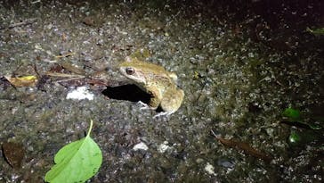 奄美ナイトガイドサービスに投稿された画像（2024/5/31）