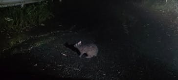 奄美ナイトガイドサービスに投稿された画像（2024/5/31）