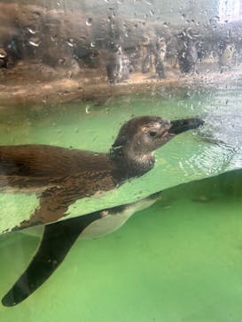しながわ水族館に投稿された画像（2024/5/31）