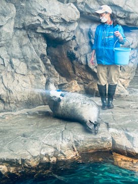 しながわ水族館に投稿された画像（2024/5/31）