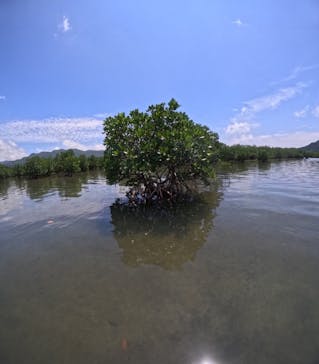 西表島 ADVENTURE PiPi（アドベンチャーピピ）に投稿された画像（2024/5/31）