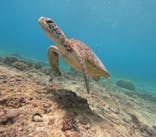 宮古島 ADVENTURE PiPi（ミヤコジマ アドベンチャー ピピ）に投稿された画像（2024/6/1）