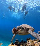 西表島 ADVENTURE PiPi（アドベンチャーピピ）に投稿された画像（2024/6/1）