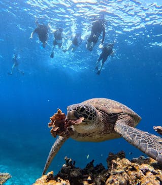 西表島 ADVENTURE PiPi（アドベンチャーピピ）に投稿された画像（2024/6/1）