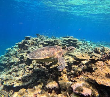 西表島 ADVENTURE PiPi（アドベンチャーピピ）に投稿された画像（2024/6/1）