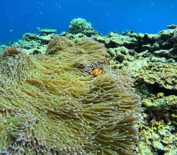 西表島 ADVENTURE PiPi（アドベンチャーピピ）に投稿された画像（2024/6/1）