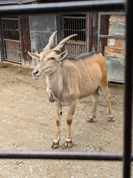 那須サファリパークに投稿された画像（2024/6/1）