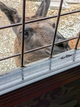 那須サファリパークに投稿された画像（2024/6/1）