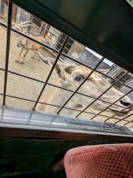 那須サファリパークに投稿された画像（2024/6/1）