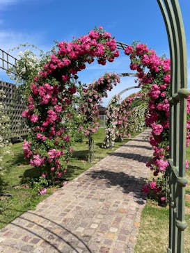 ぎふワールド・ローズガーデンに投稿された画像（2024/6/1）