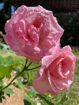 ぎふワールド・ローズガーデンに投稿された画像（2024/6/1）