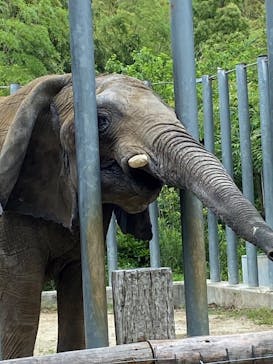 しろとり動物園に投稿された画像（2024/6/1）