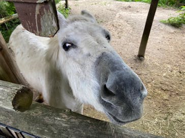 しろとり動物園に投稿された画像（2024/6/1）