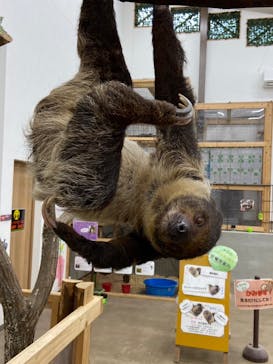 しろとり動物園に投稿された画像（2024/6/1）