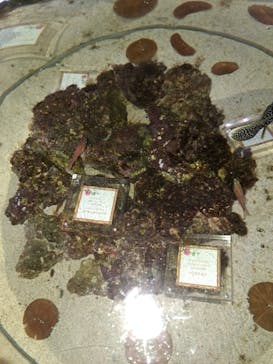 マクセル アクアパーク品川に投稿された画像（2024/6/1）