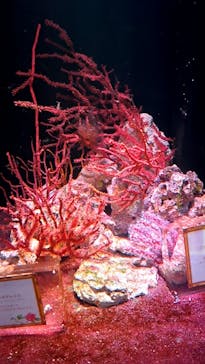 マクセル アクアパーク品川に投稿された画像（2024/6/1）